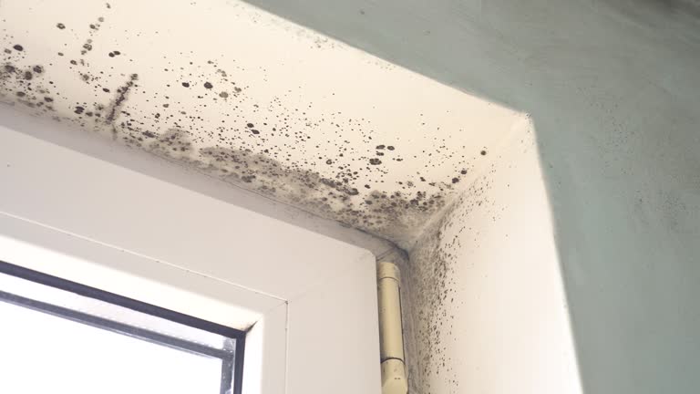 Best Air Quality Testing for Mold Spores  in Huntsville, AR